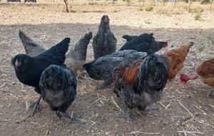 Eight black chickens