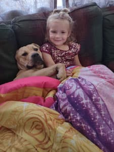 Golden retriever laying in a bed with small girl
