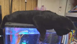 Black cat laying on a closed fish tank